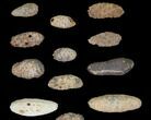 Lot: Fossil Seed Cones (Or Aggregate Fruits) - Pieces #148846-1